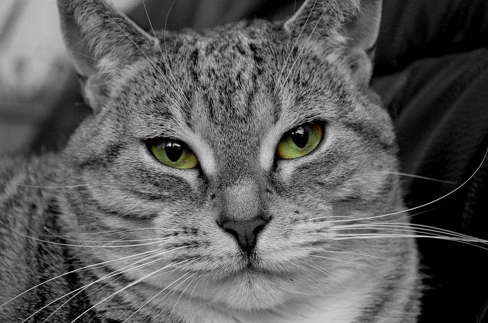 ヘーゼルの猫の目