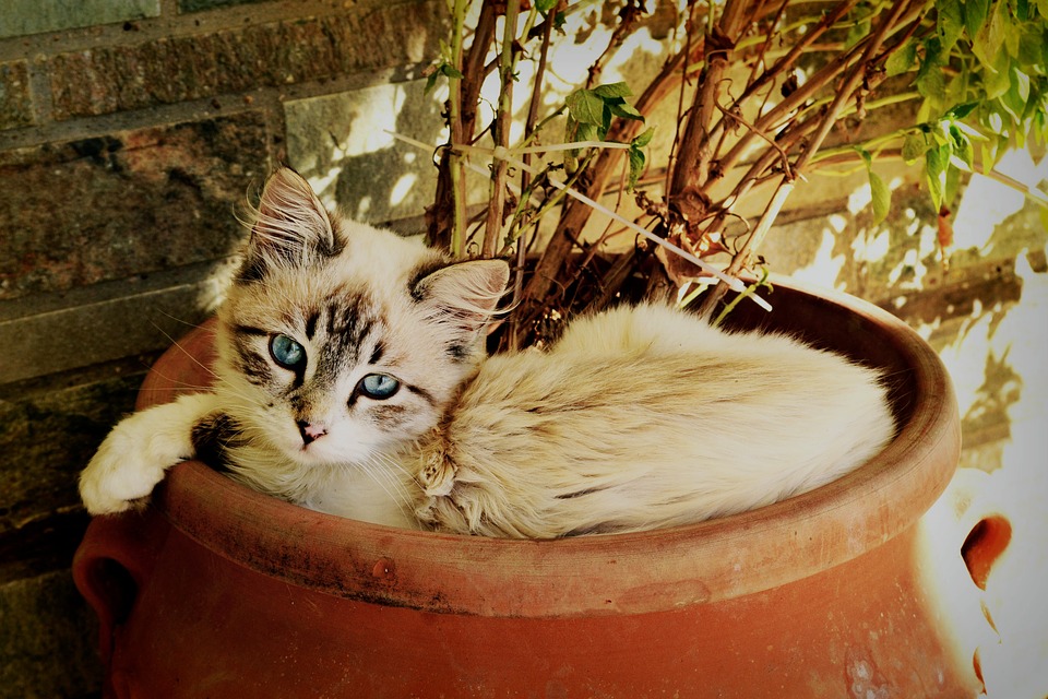 鉢植えの中に入った猫