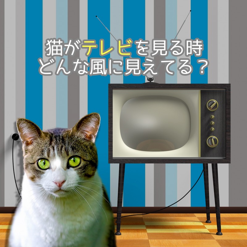 猫がテレビを見る時どんな風に見えてるの？猫の視力や色覚について