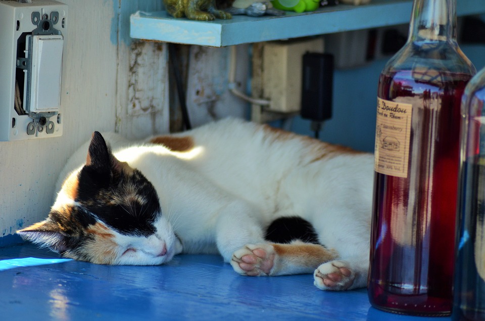 猫 日向ぼっこ