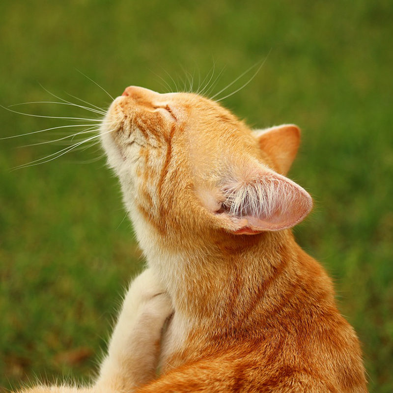 【獣医師監修】猫のフケって病気なの？フケの原因とおすすめ５つの対策