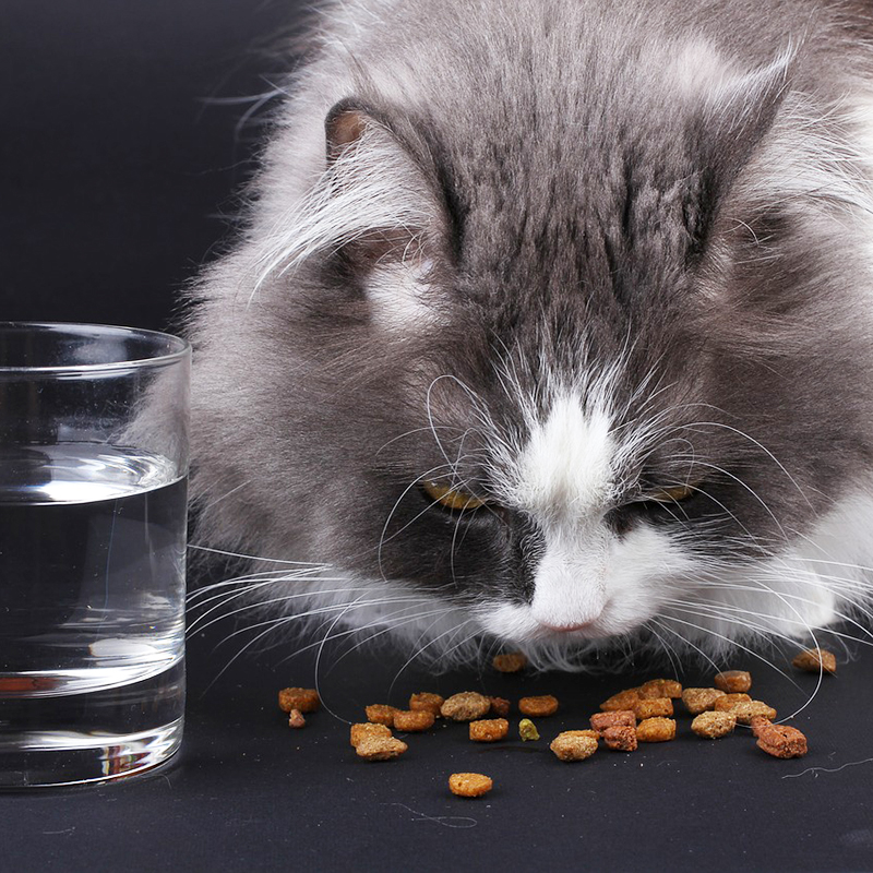 老猫が食事を食べない時にできる４つの工夫！介護の方法は？