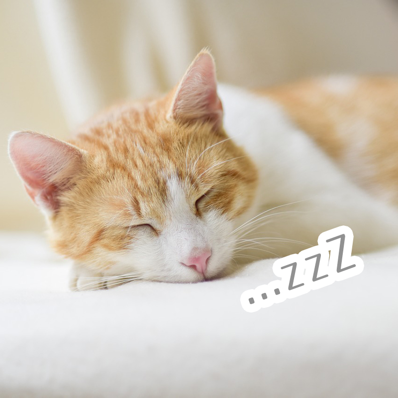 猫の寝言・いびきの理由とは？こんないびきは病気かも？