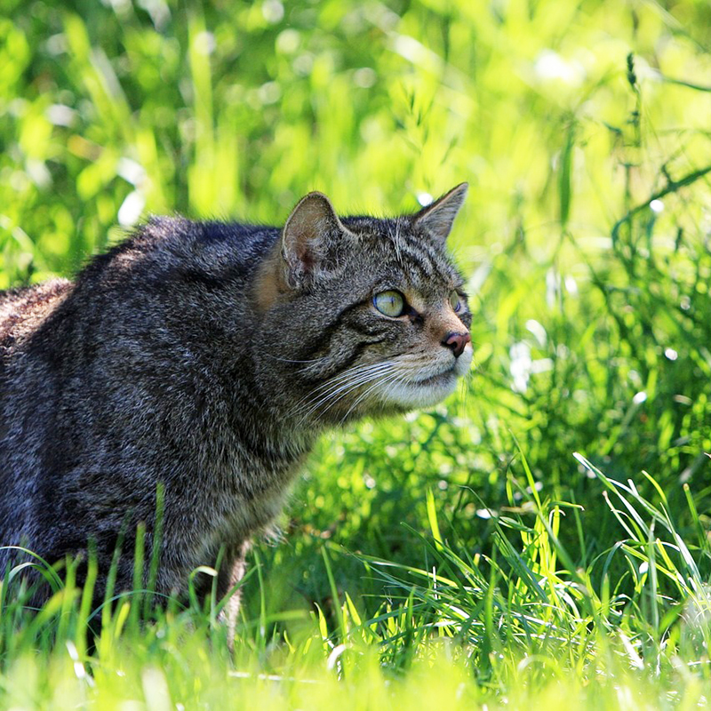 猫はなぜ猫草を食べる？猫草を食べる４つの理由と猫草の与え方！