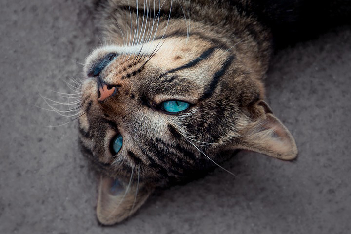 ブルーの猫の目