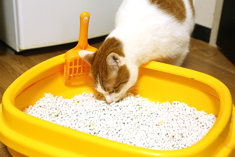 猫が猫砂を食べてしまう原因は？