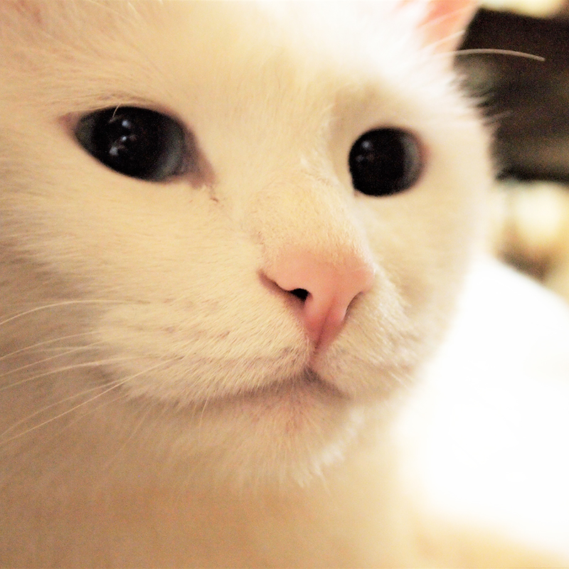 【獣医師監修】猫の鼻水が出る時の原因・病気は？猫風邪の場合も？