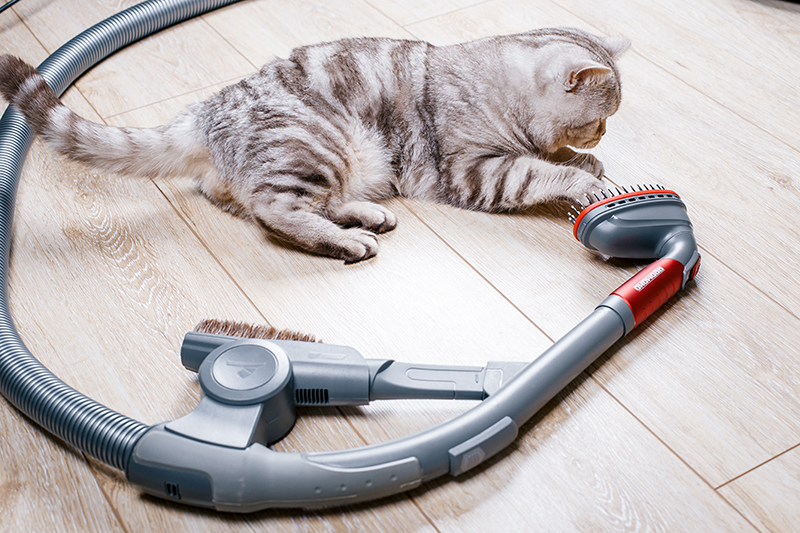 猫　掃除機