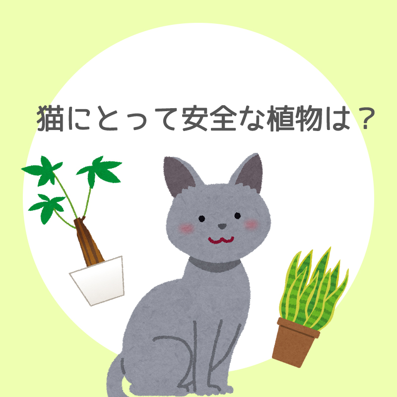 猫に優しい安全な観葉植物ベスト5！あなたのお部屋は大丈夫？