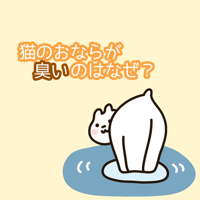 【獣医師監修】猫のおならが臭いのはなぜ？音がする時や臭い時は病気？