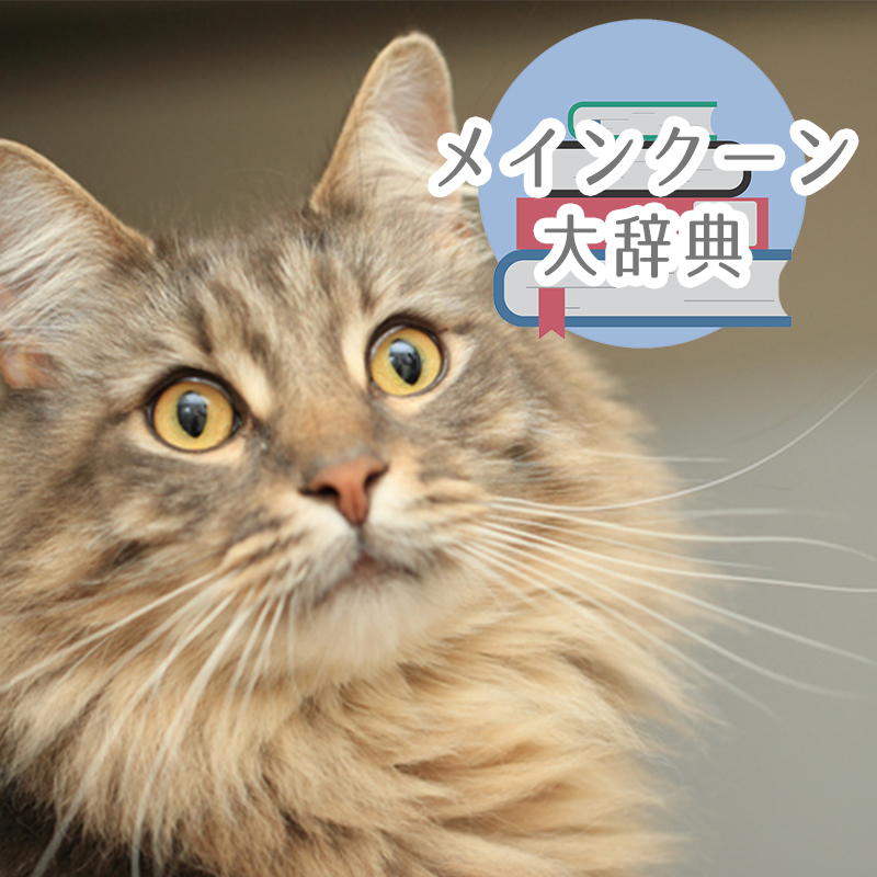 メインクーン｜猫の総合情報サイト ペットスマイルニュースforネコちゃん