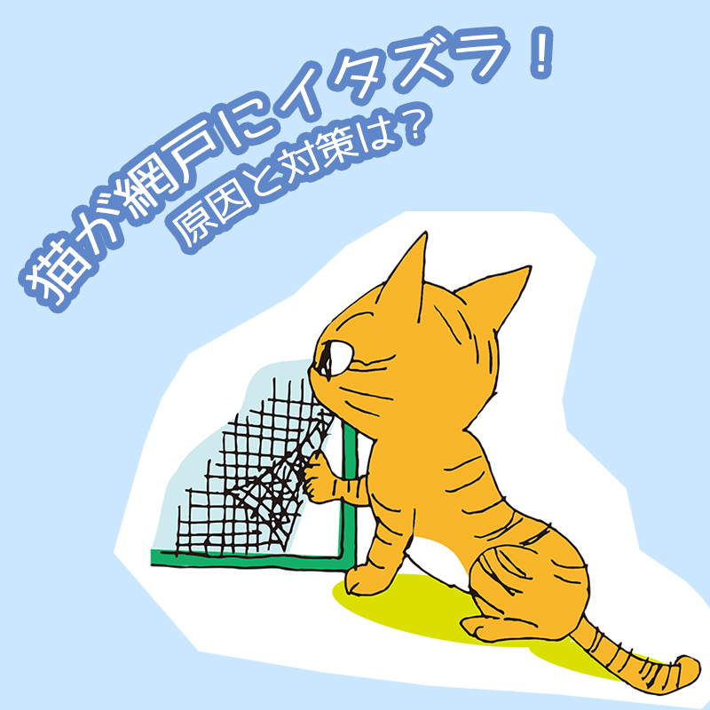 【脱走防止】猫が網戸にイタズラする原因とおすすめの対策法