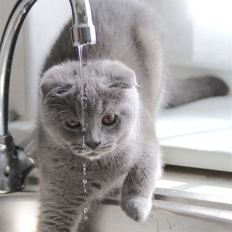 猫が水を飲まない時の原因と対処法は？水を飲まないとどうなる？