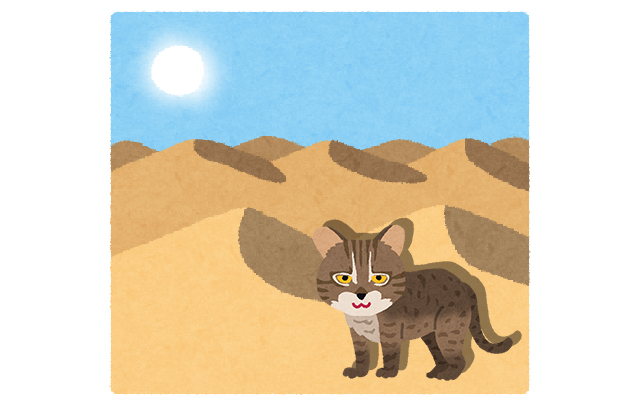 砂漠　猫