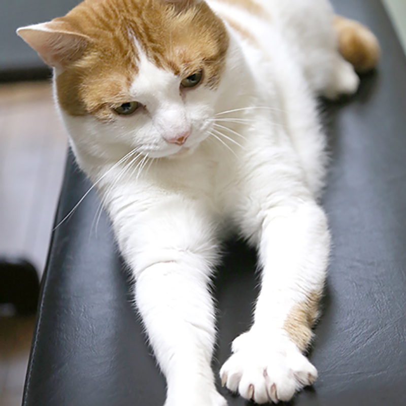 猫がソファなどの家具に爪とぎや粗相をしてしまう！原因と対策は？