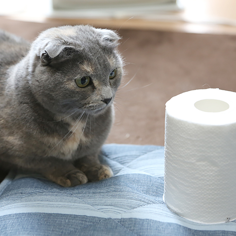 猫にアンモニアは危険！？トイレの掃除の正しいやり方とは？
