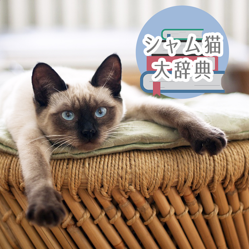 【シャム猫大辞典】シャム猫を飼う前に読みたい記事13選