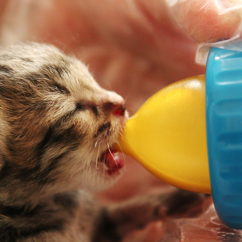 【授乳・離乳】子猫のミルク・ご飯の与え方は？作り方、量、時間、回数、注意点など