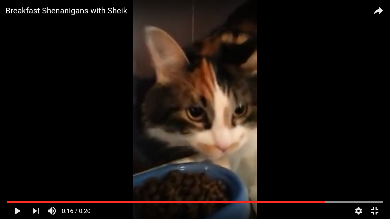 猫 驚き動画