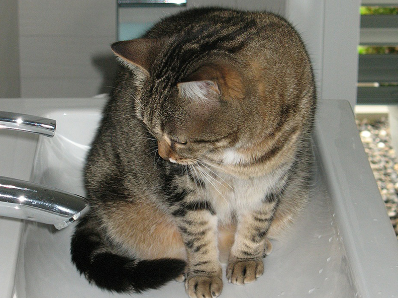 猫　水　飲み方　バスルームの猫