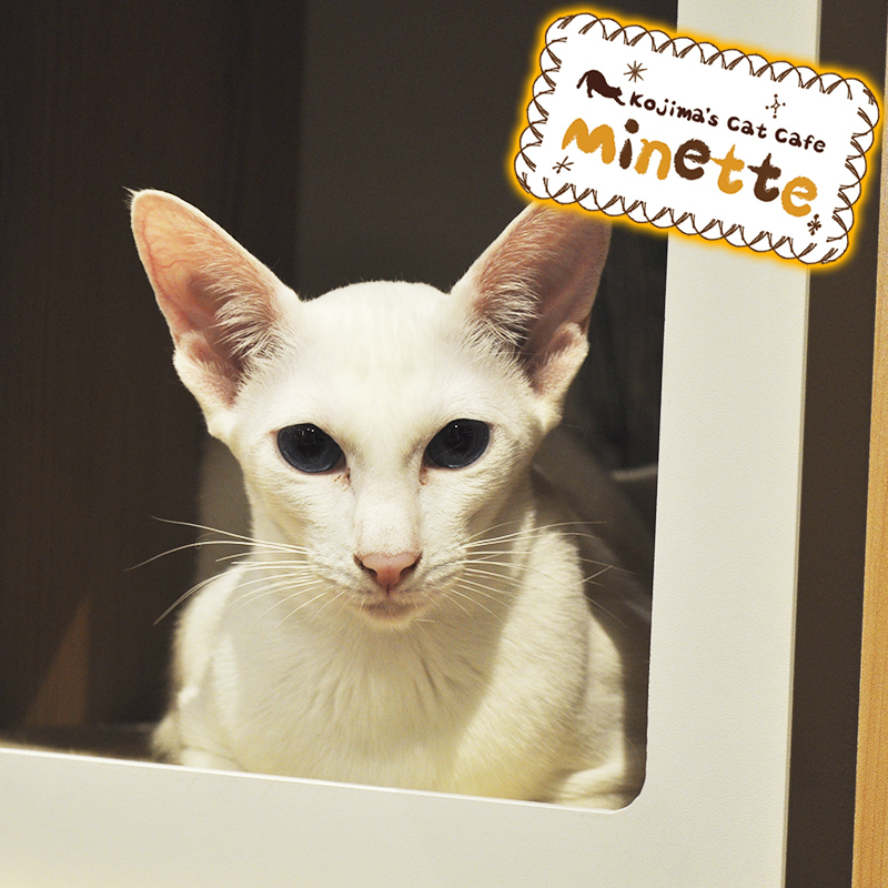 【横浜本牧いやしの猫カフェ・ミネット】第１６回　オリエンタルショートヘアーの「オリオリちゃん」をご紹介♪