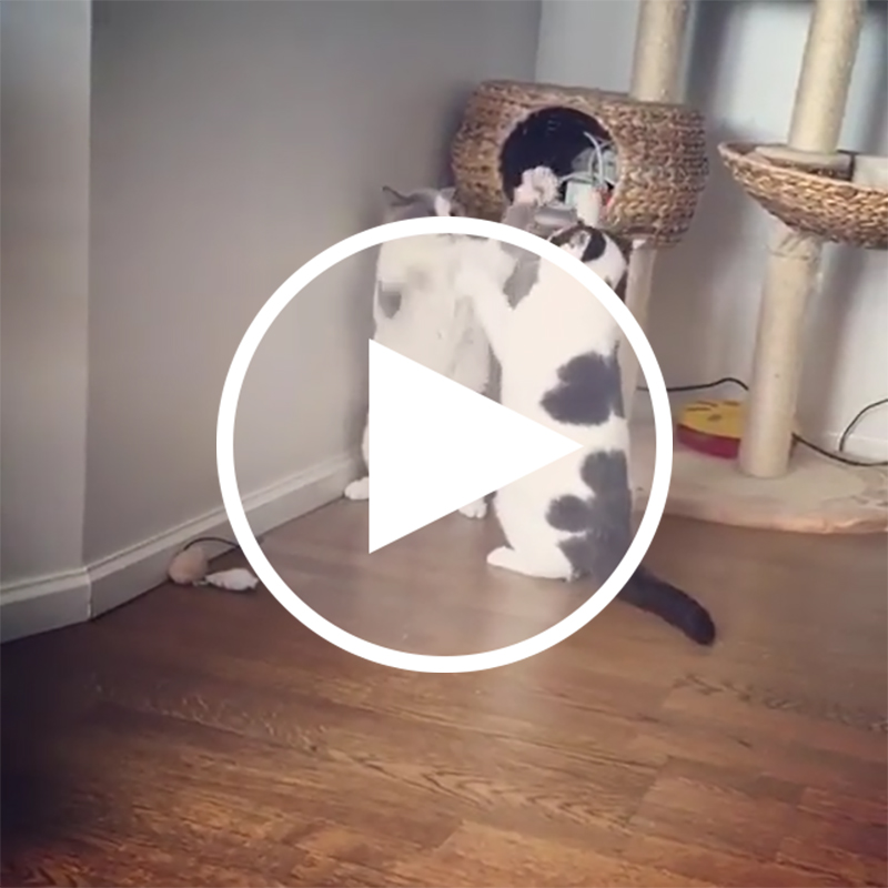 【癒し動画】キャットファイトで猫パンチ炸裂！のはずが…にゃんともゆるーーい手遊び状態に…
