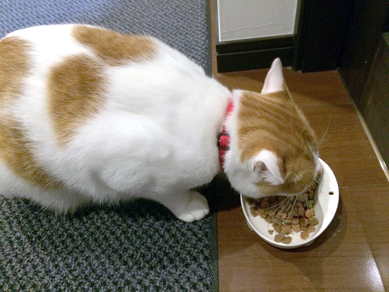 キャットフードを食べている猫