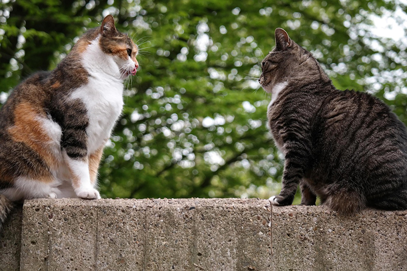 塀の上で出会う猫
