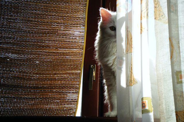 カーテンの裏から覗いてくる猫