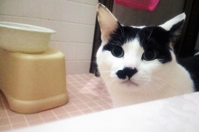 猫　お風呂　嫌がる