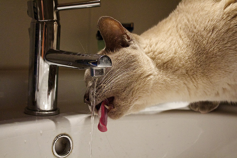 猫　水　飲み方