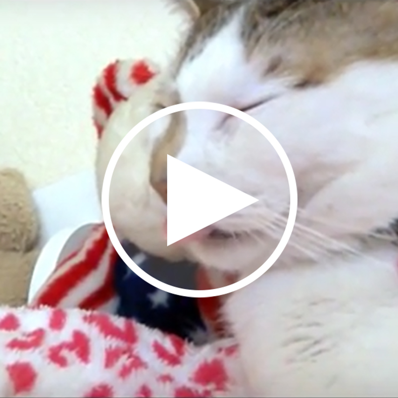 【癒し動画】見ているこっちが眠くなっちゃう…催眠術レベルの猫眠り動画