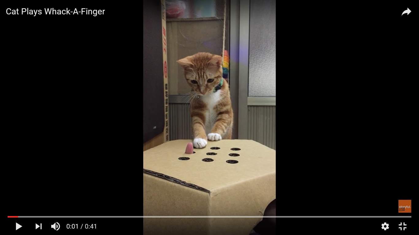 面白動画 お家にある で猫ちゃんを夢中にさせるおもちゃができちゃう 猫の総合情報サイト ペットスマイルニュースforネコちゃん