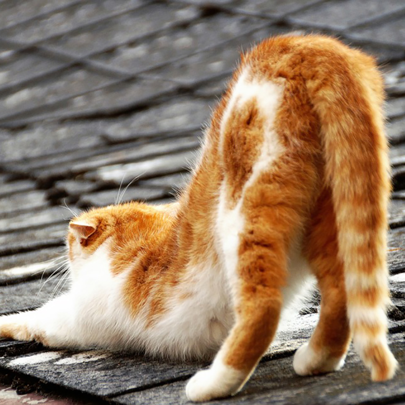 【腰トントン】猫のおしりや腰をトントン。これって猫は気持ちいいの？