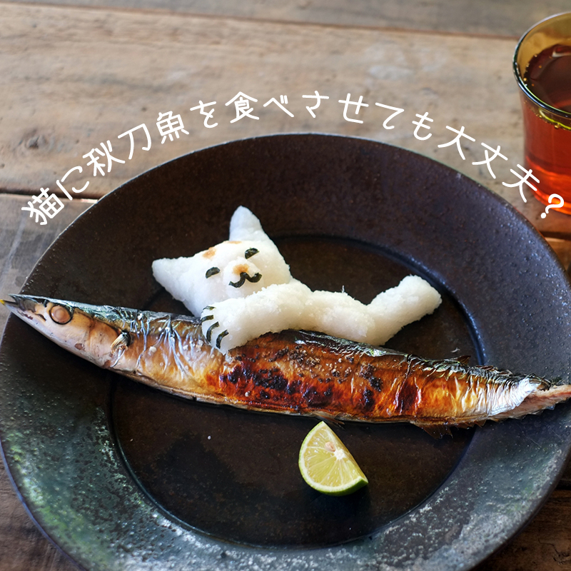 猫に秋刀魚を食べさせても大丈夫？調理法や注意点、猫と楽しめる秋の味覚をご紹介！