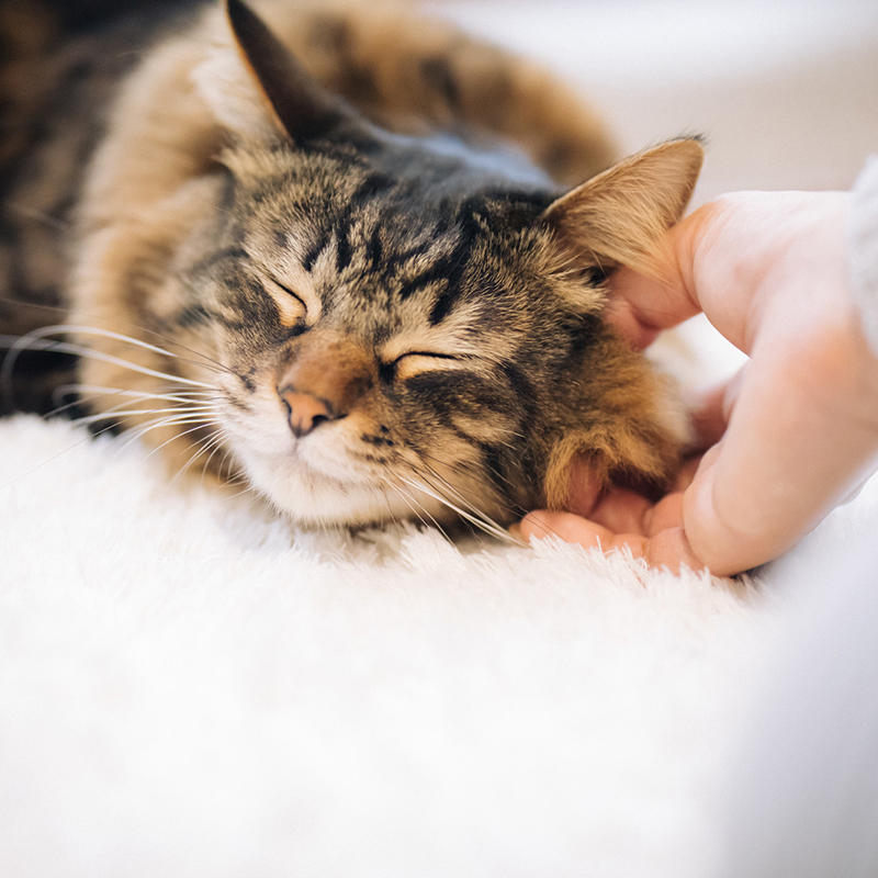 猫のアニマルセラピーの癒し効果がすごすぎる！驚きの癒しパワーとは？