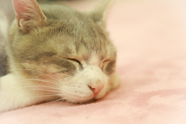 カーペットの上で寝る猫