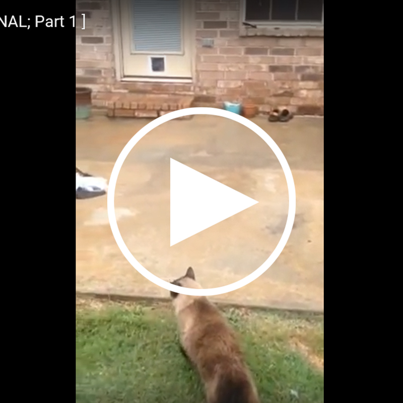 【驚き動画】猫専用ドアを作ってもらった猫ちゃん。飼い主を裏切るまさかの行動に・・・