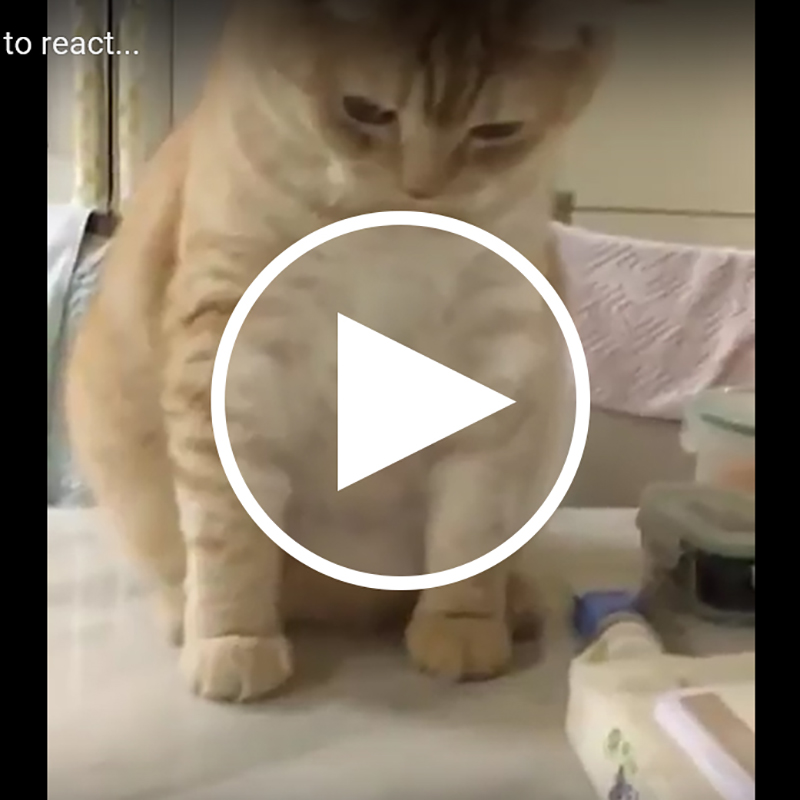 【面白動画】ニャンビリーバボー！！お間抜け猫ちゃんのキャップ遊びに思わず声が出ちゃう！！