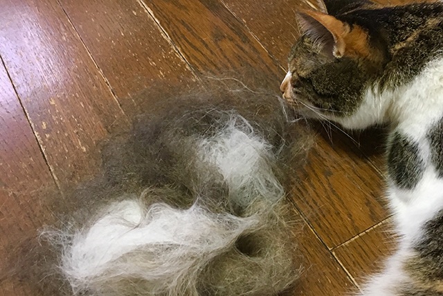 猫の大量の抜け毛