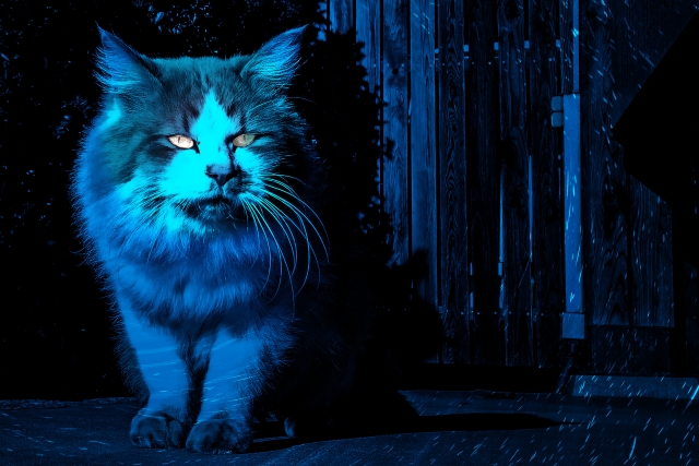 化け猫っぽい猫