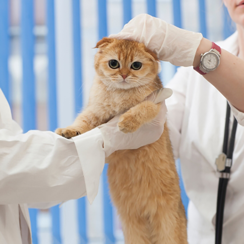 10月13日はペット健康診断の日】猫の健康診断の料金・項目は？受ける頻度や必要な理由を解説！