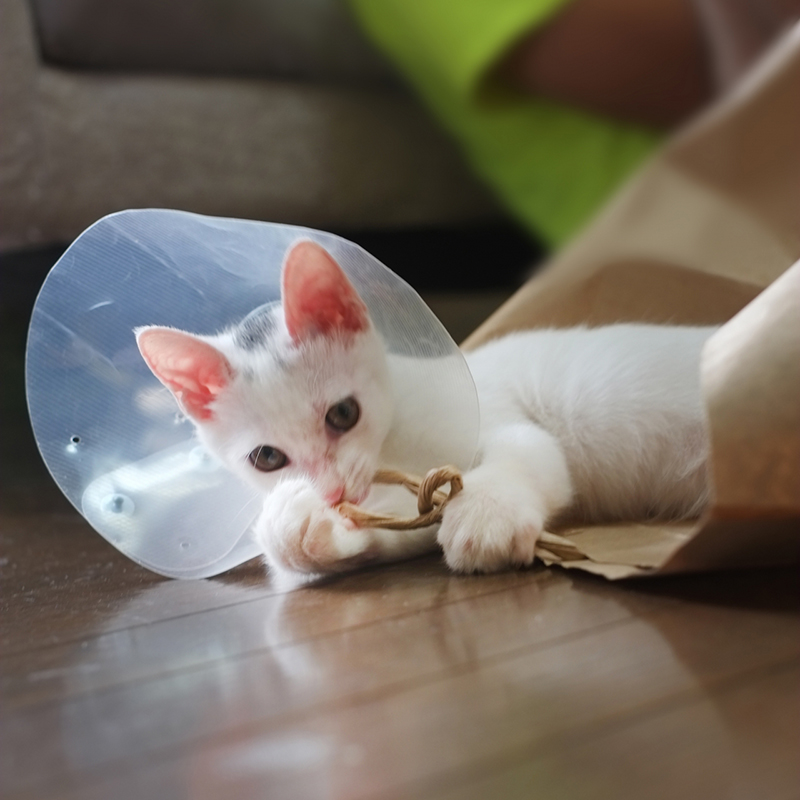 【獣医師監修】猫が怪我した時の応急処置方法は？発情期は噛み傷やひっかき傷に要注意！