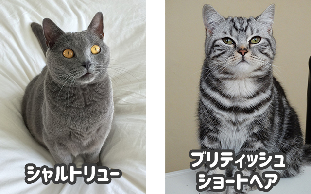 猫種比較