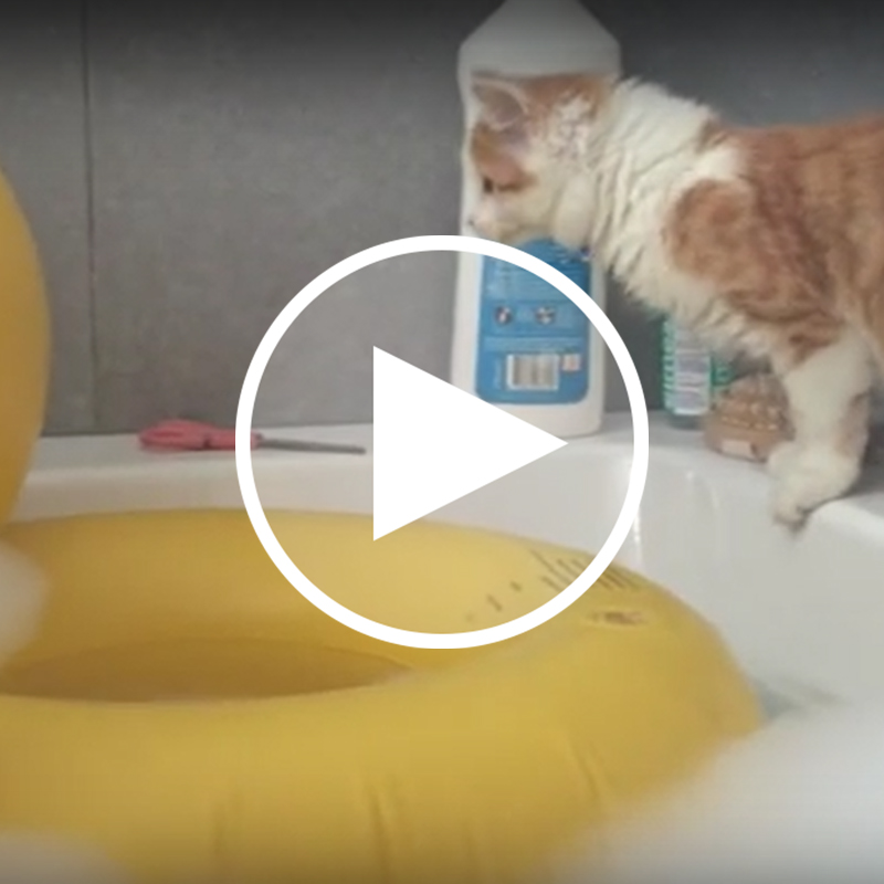 【面白動画】お風呂は嫌だけど・・・どうしてもヒヨコのボート（浮き輪）に乗りたい猫ちゃんに悲劇が・・！！