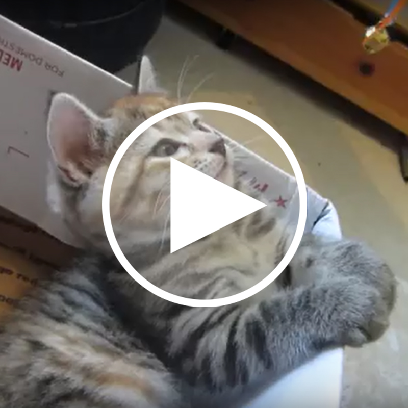 【癒し動画】にゃんとも可愛い寝姿にキュン♡猫に催眠術をかける方法をお教えしましょう。