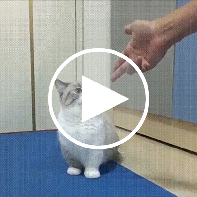 【驚き動画】ワンちゃん顔負け！？ちょっとのんびりだけど賢すぎる猫ちゃんに拍手！