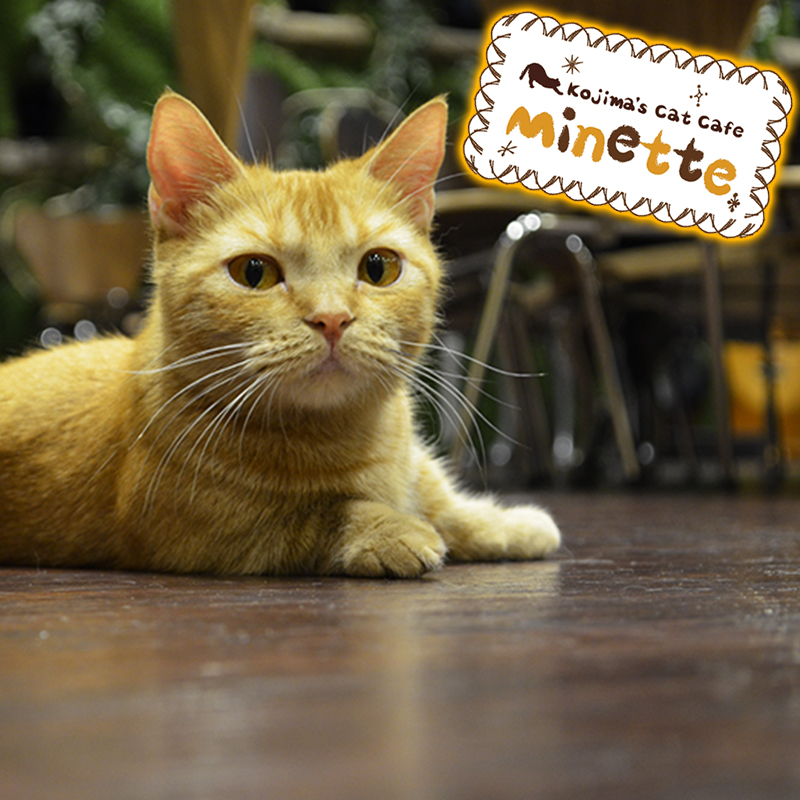 【横浜本牧いやしの猫カフェ・ミネット】第２０回　マンチカンの「ももちゃん」をご紹介♪
