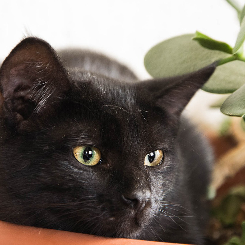黒猫の性格は見た目と大違い！種類やハロウィンで人気の理由とは？