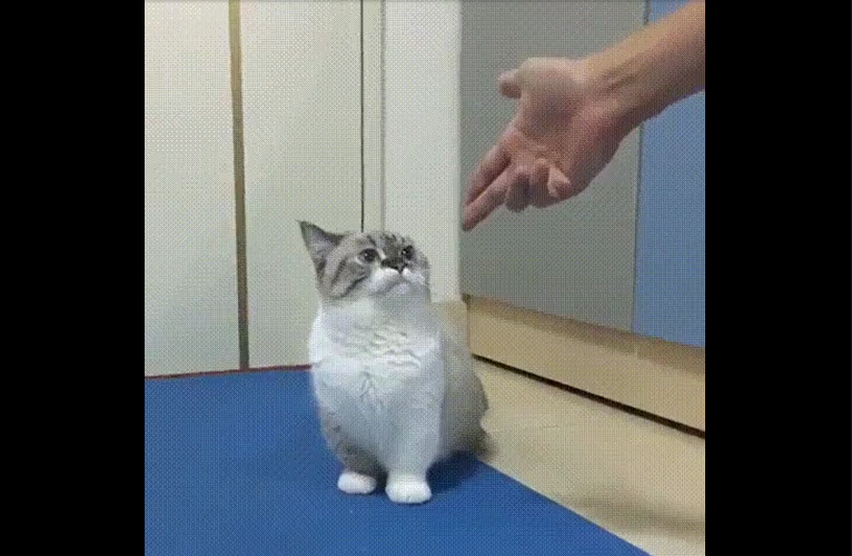 猫 驚き動画